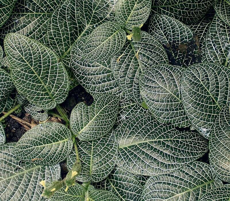 Fittonia albivenis (Lindl. ex Veitch) R. K. Brummitt resmi