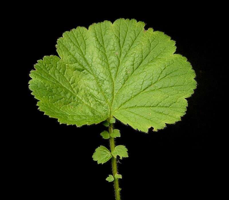 Image of Water Avens