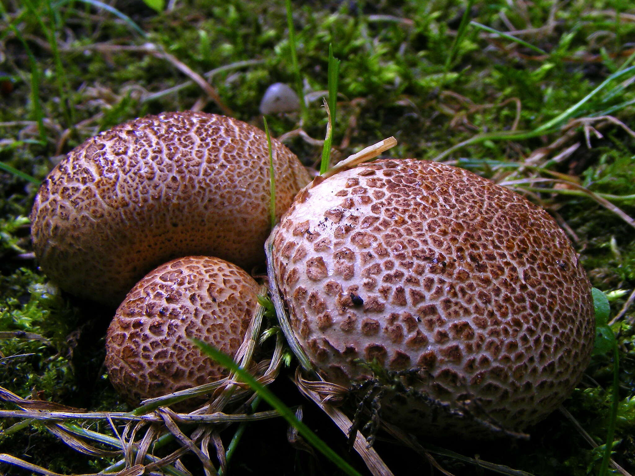 Image of Scleroderma verrucosum (Bull.) Pers. 1801