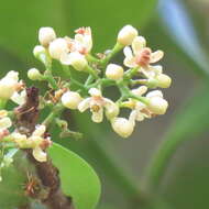 Слика од Xylocarpus moluccensis (Lam.) M. Roemer