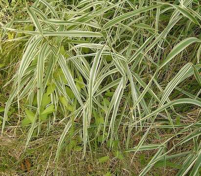 Plancia ëd Phalaris arundinacea L.