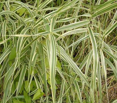 Plancia ëd Phalaris arundinacea L.