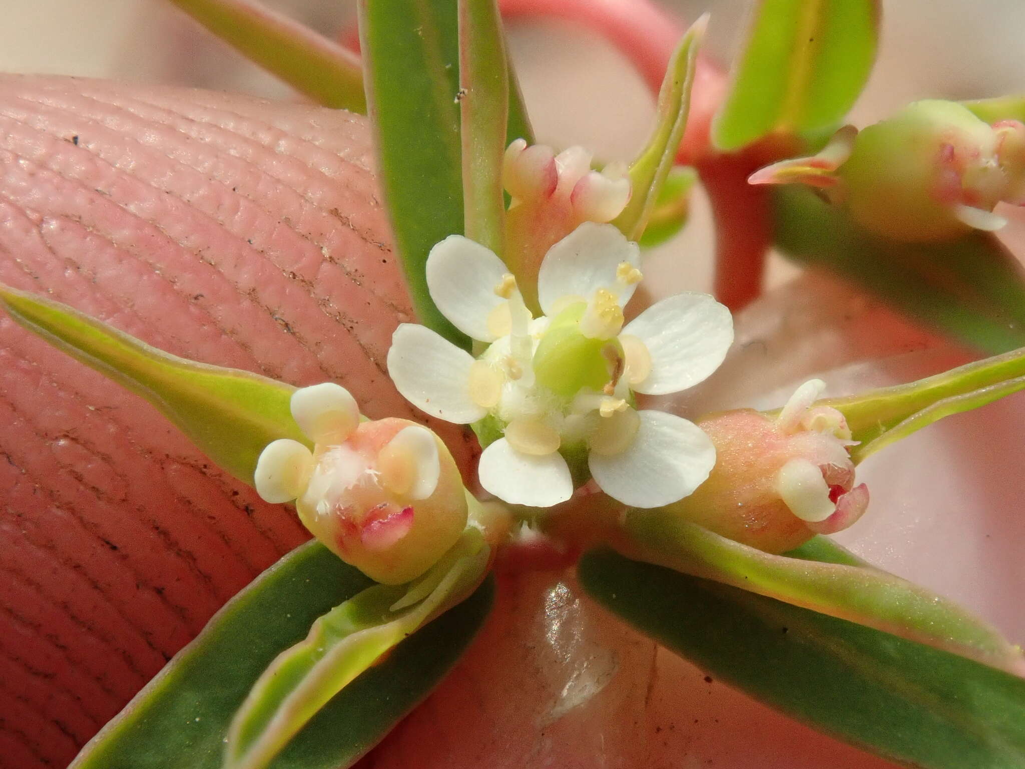 Image of Euphorbia potentilloides Boiss.