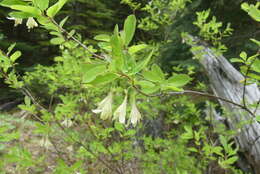 Слика од Lonicera utahensis S. Wats.