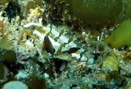 Image of Whitelegg's Weedfish