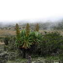 Sivun Dendrosenecio elgonensis subsp. barbatipes (Hedberg) E. B. Knox kuva