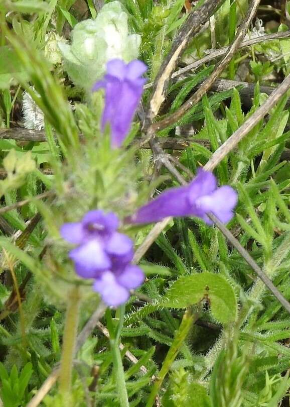 Plancia ëd Cleonia lusitanica (L.) L.