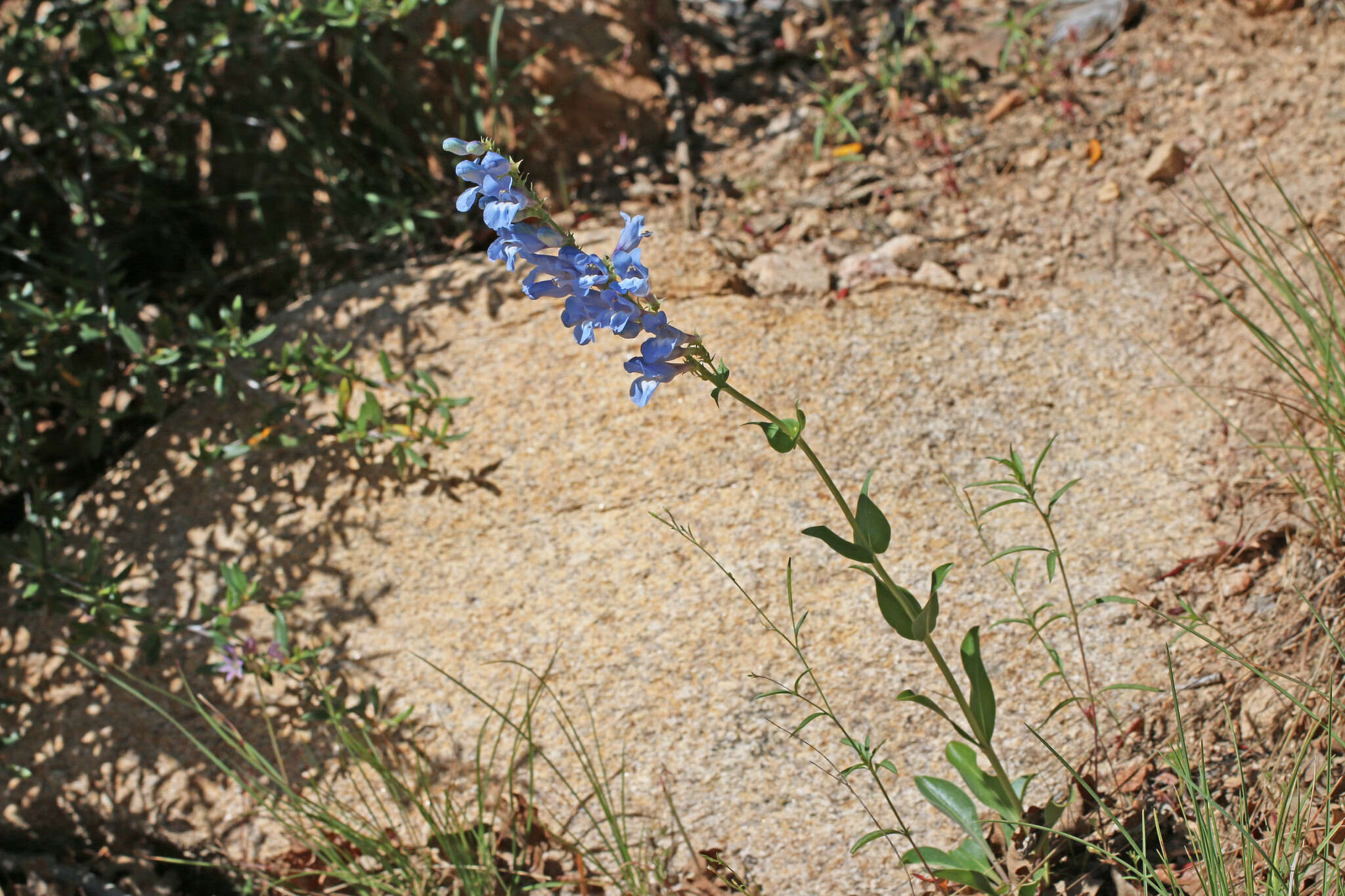 Image of longflower penstemon