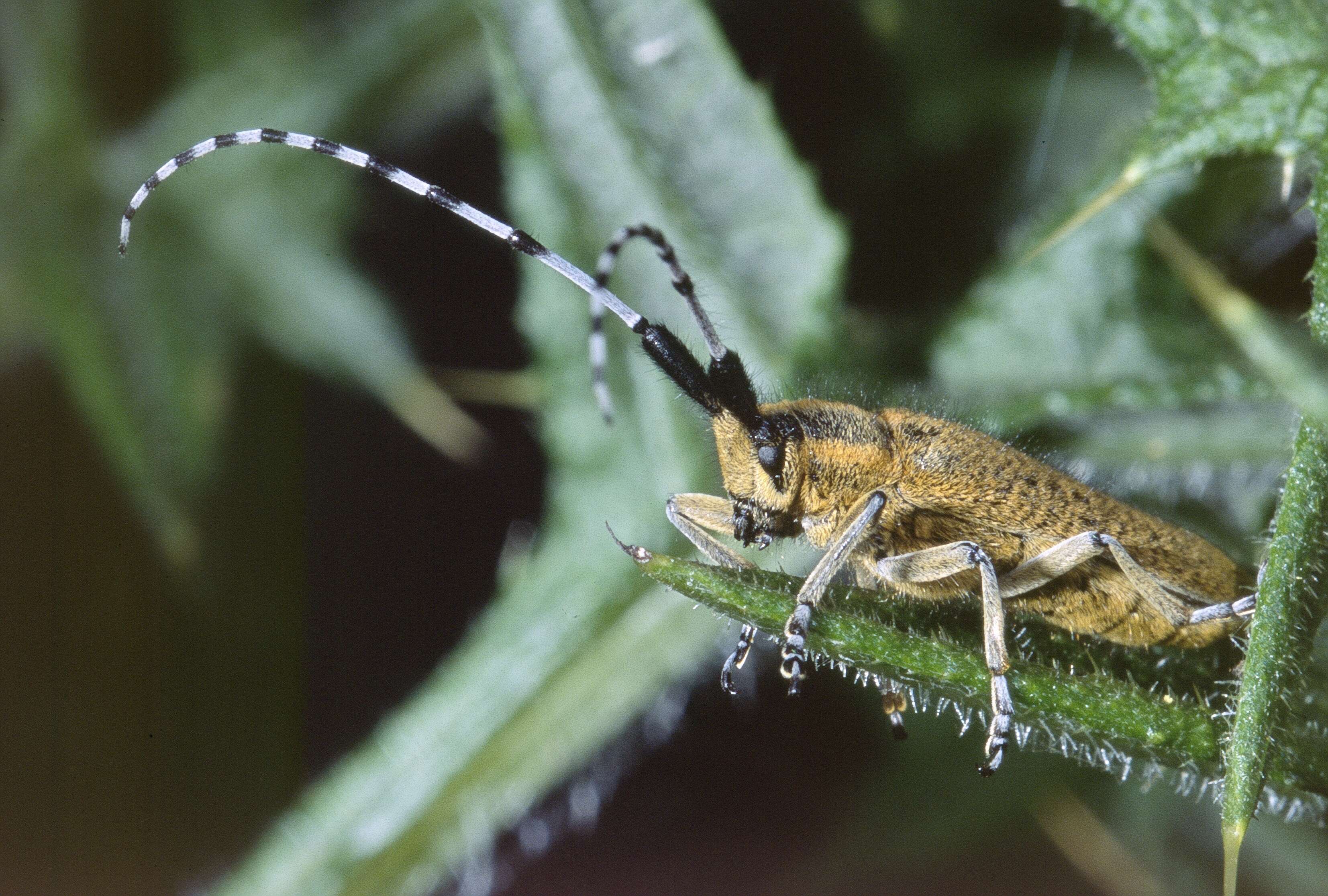 Image of Agapanthia (Epoptes) villosoviridescens (Degeer 1775)