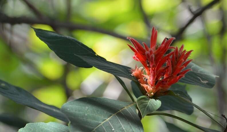 Image de Aphelandra scabra (Vahl) Sm.