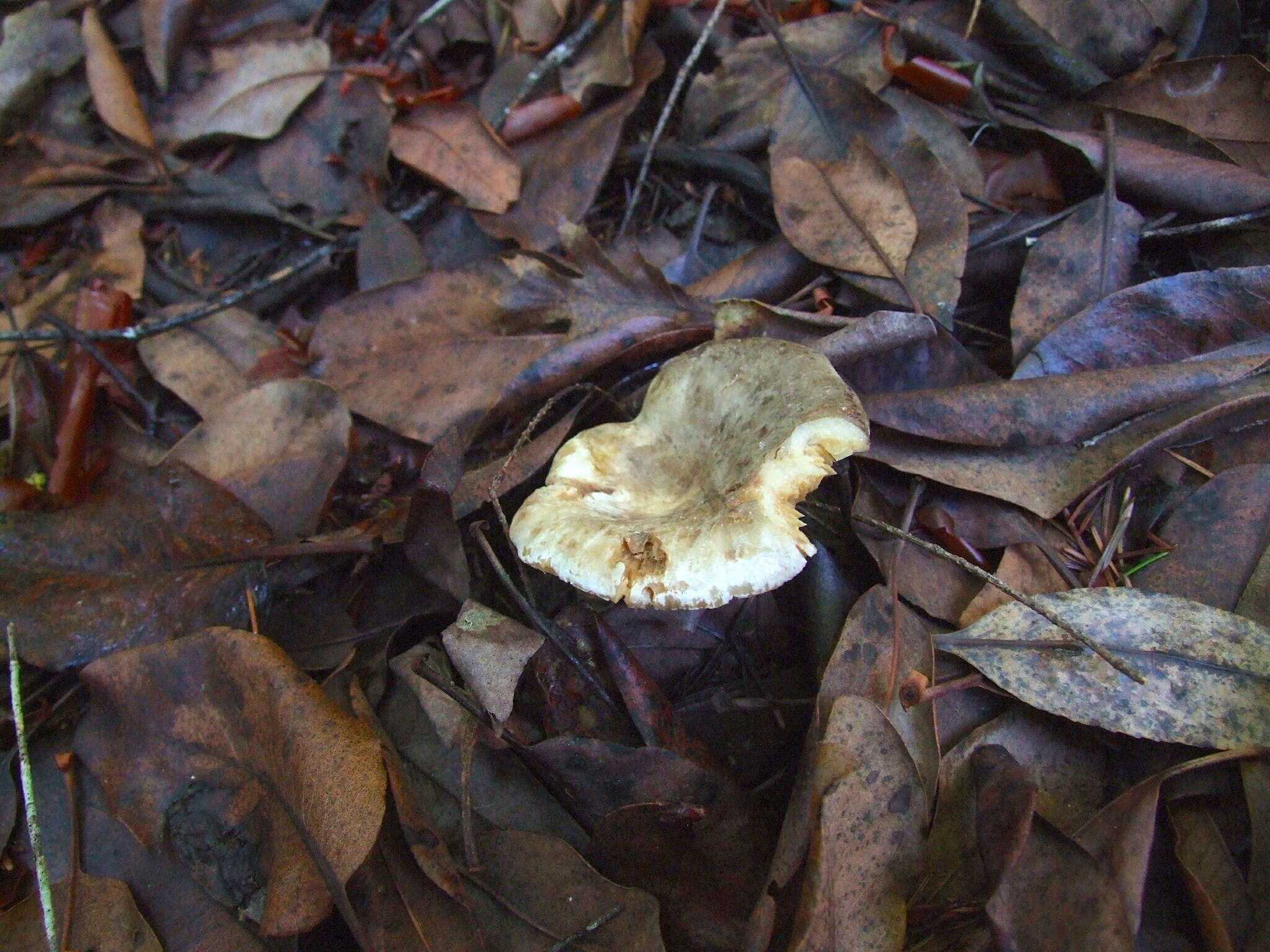 Sivun Lactarius pallidiolivaceus Hesler & A. H. Sm. 1979 kuva