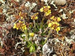 Image of alpine draba