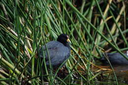 Image of Andean Coot