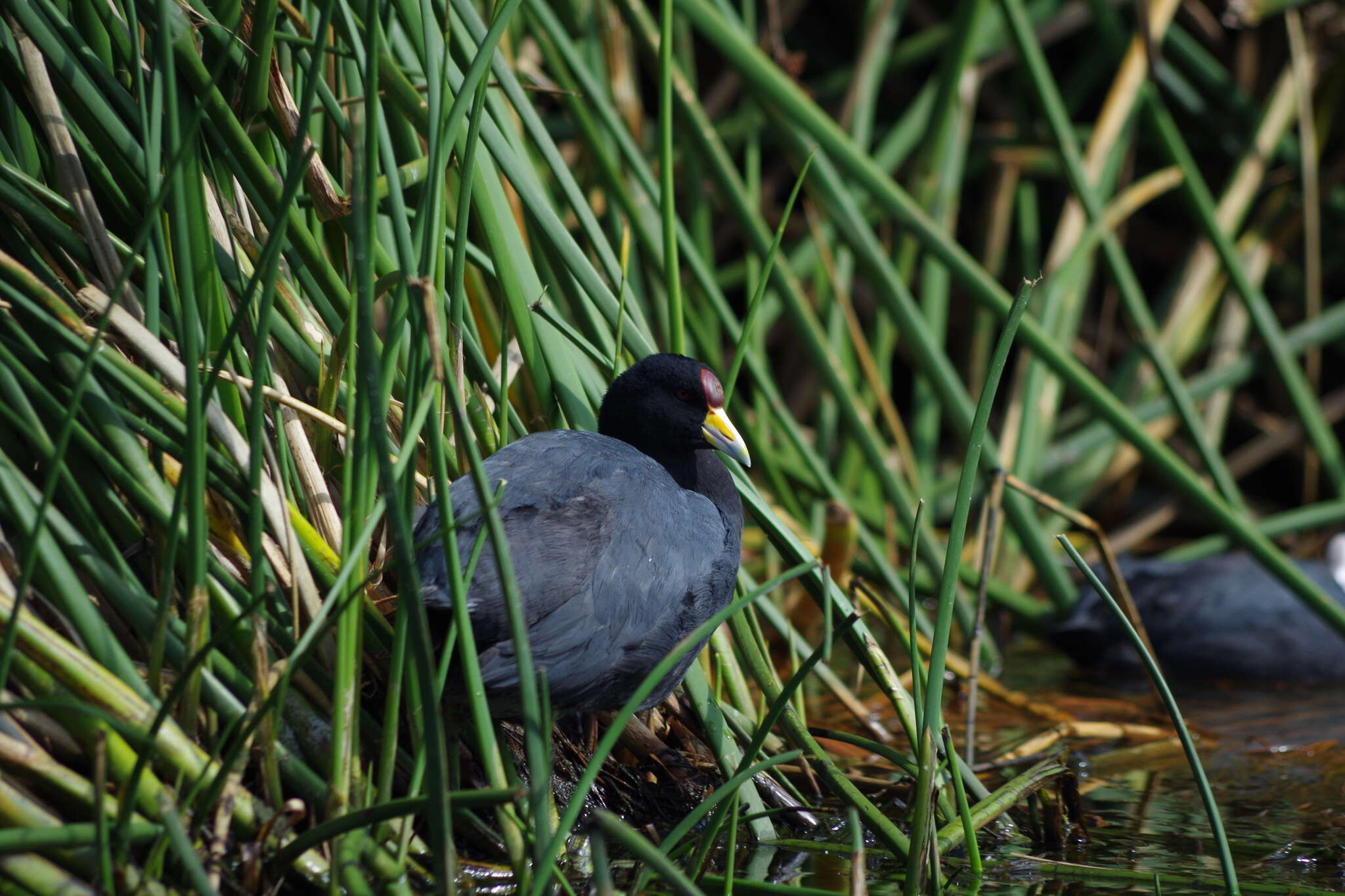 Image of Andean Coot