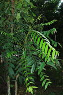 Image of Ailanthus triphysa (Dennst.) Alston