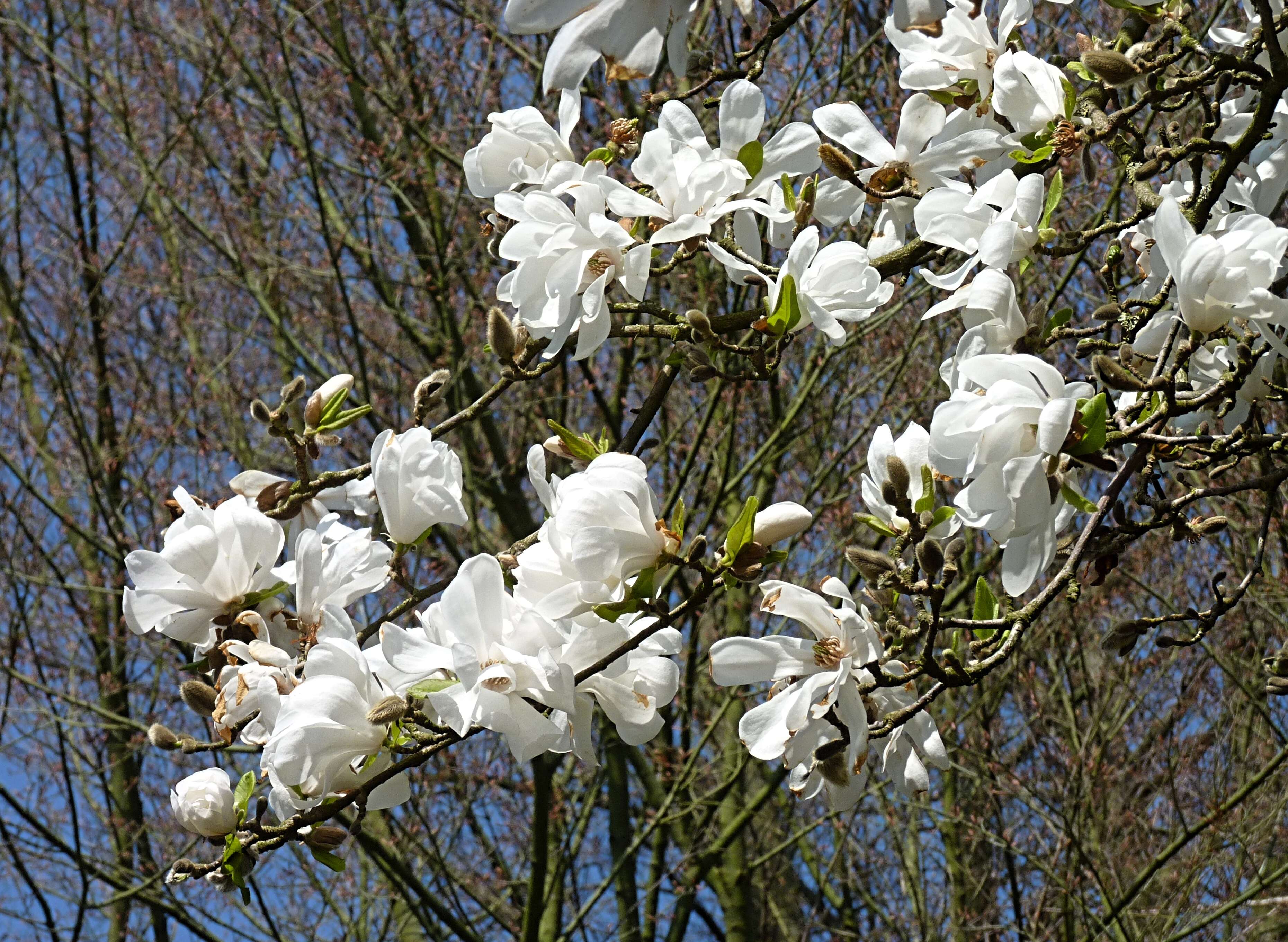 Image of Kobus magnolia