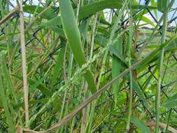 Image of Texas signalgrass