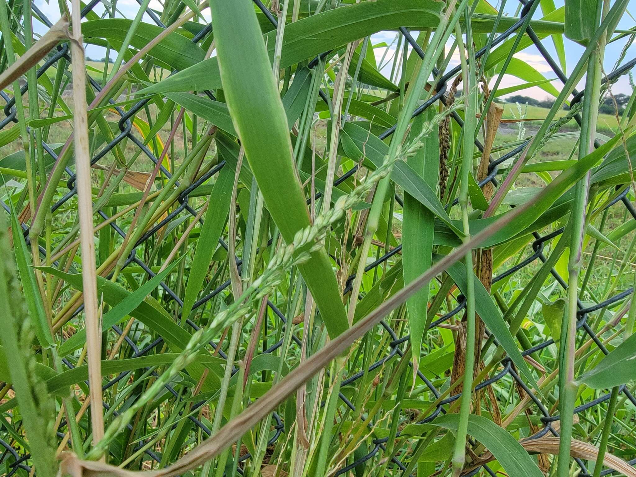 Image of Texas signalgrass