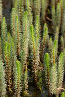 Image of Mare's Tail