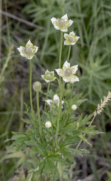 Image of candle anemone