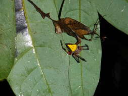 Image of Eriophora nephiloides (O. Pickard-Cambridge 1889)