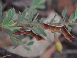 Image of Acacia purpureapetala