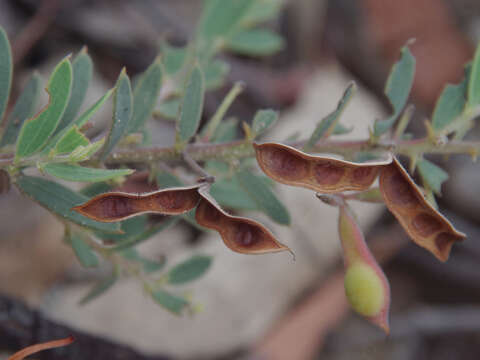 Image of Acacia purpureapetala