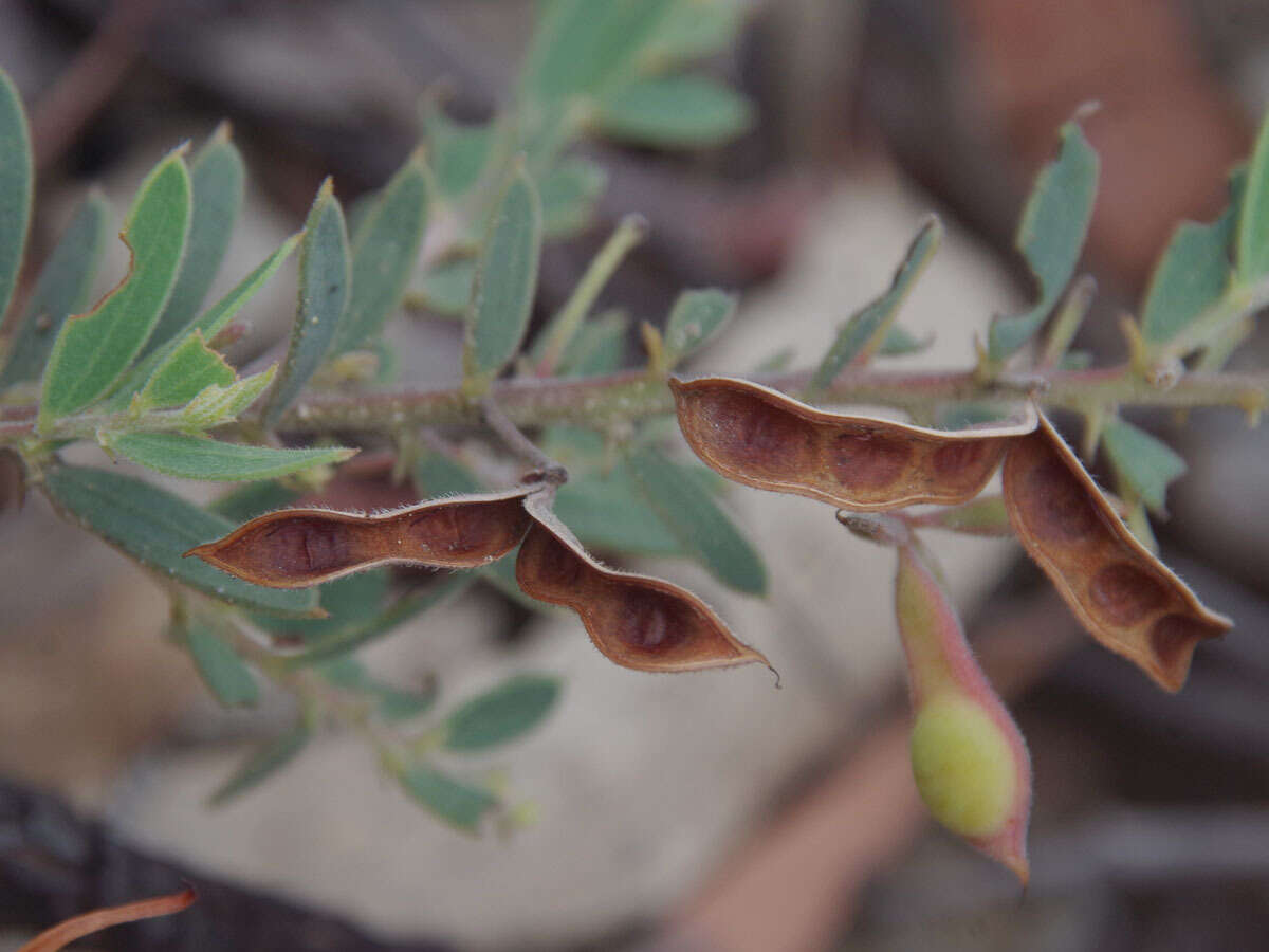 Image de Acacia purpureapetala