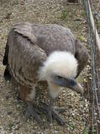 Image of Eurasian Griffon Vulture