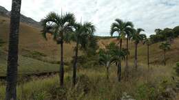 Dypsis decipiens (Becc.) Beentje & J. Dransf. resmi