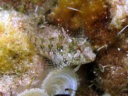 Image of Mystery blenny