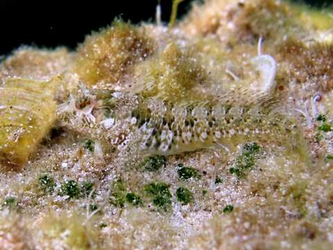 Image of Mystery blenny