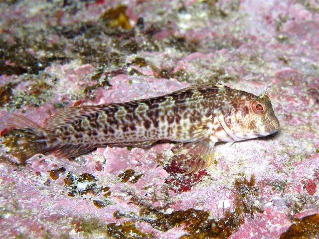 Image of Ringneck Blenny