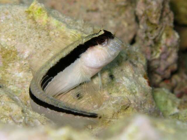 Image of Longstriped blenny