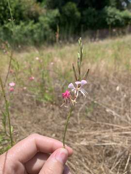 Oenothera hispida (Benth.) W. L. Wagner, Hoch & Zarucchi的圖片