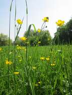 Imagem de Ranunculus acris L.