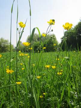 Image of common buttercup