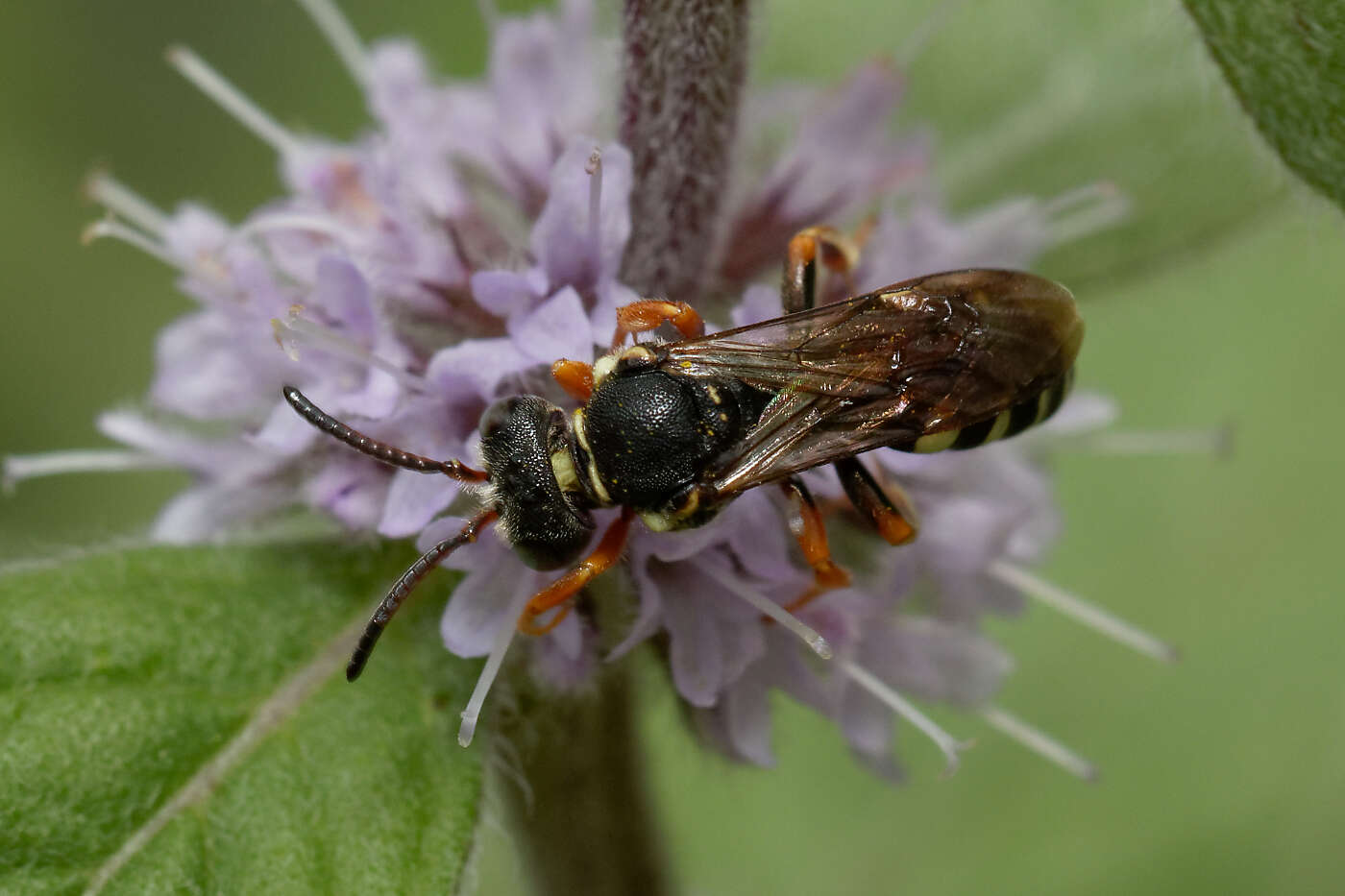 Imagem de Nomada rufipes Fabricius 1793