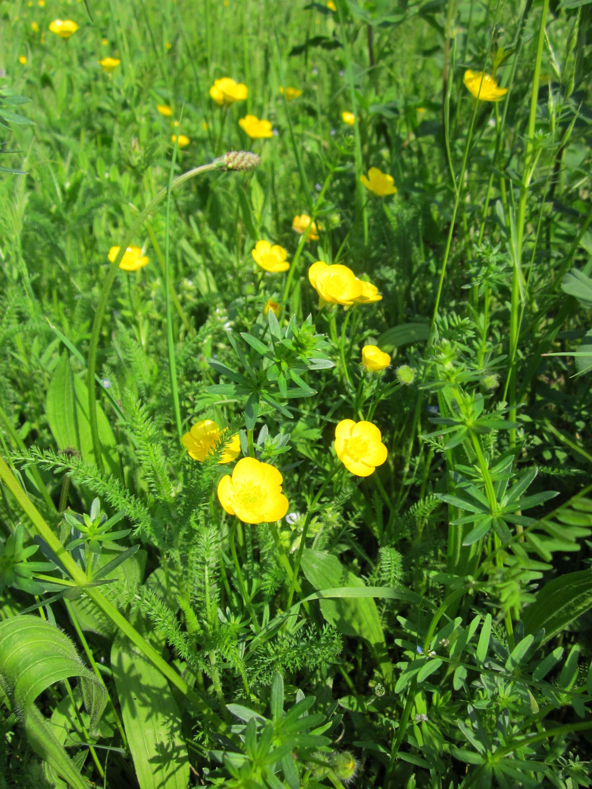 Imagem de Ranunculus acris L.