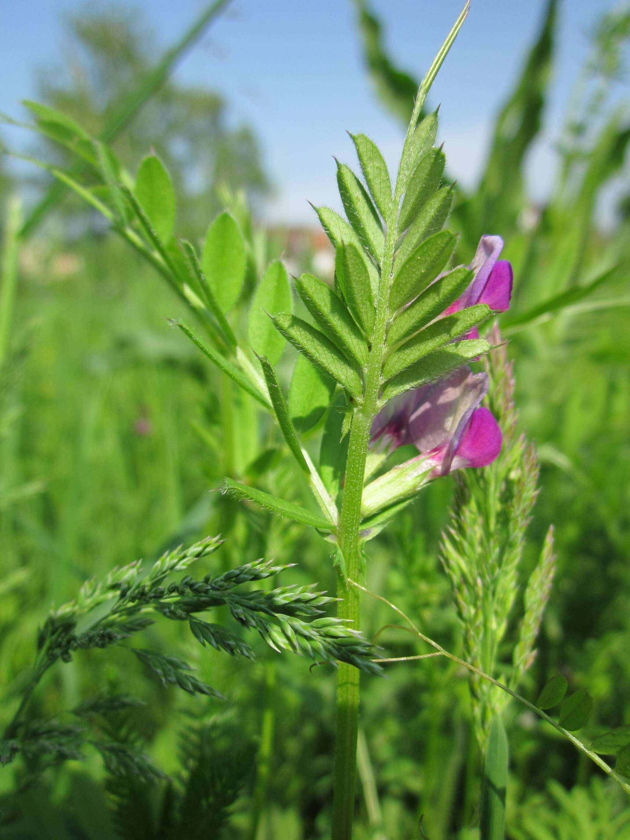 Image of Common Vetch