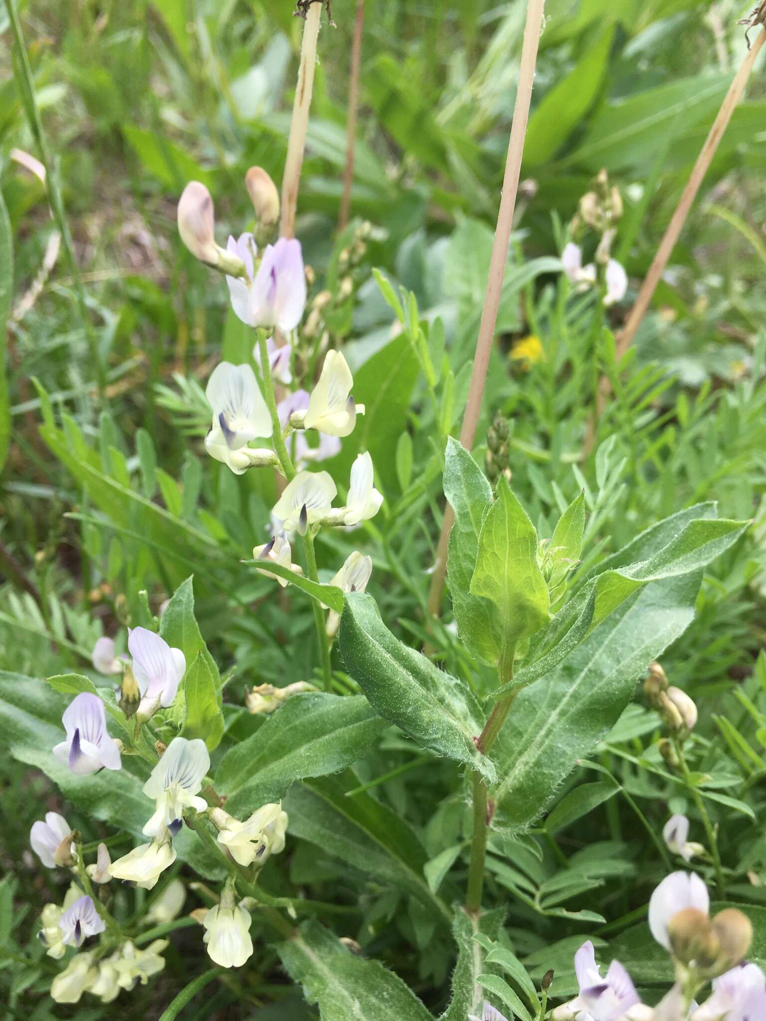 Astragalus miser Dougl. resmi