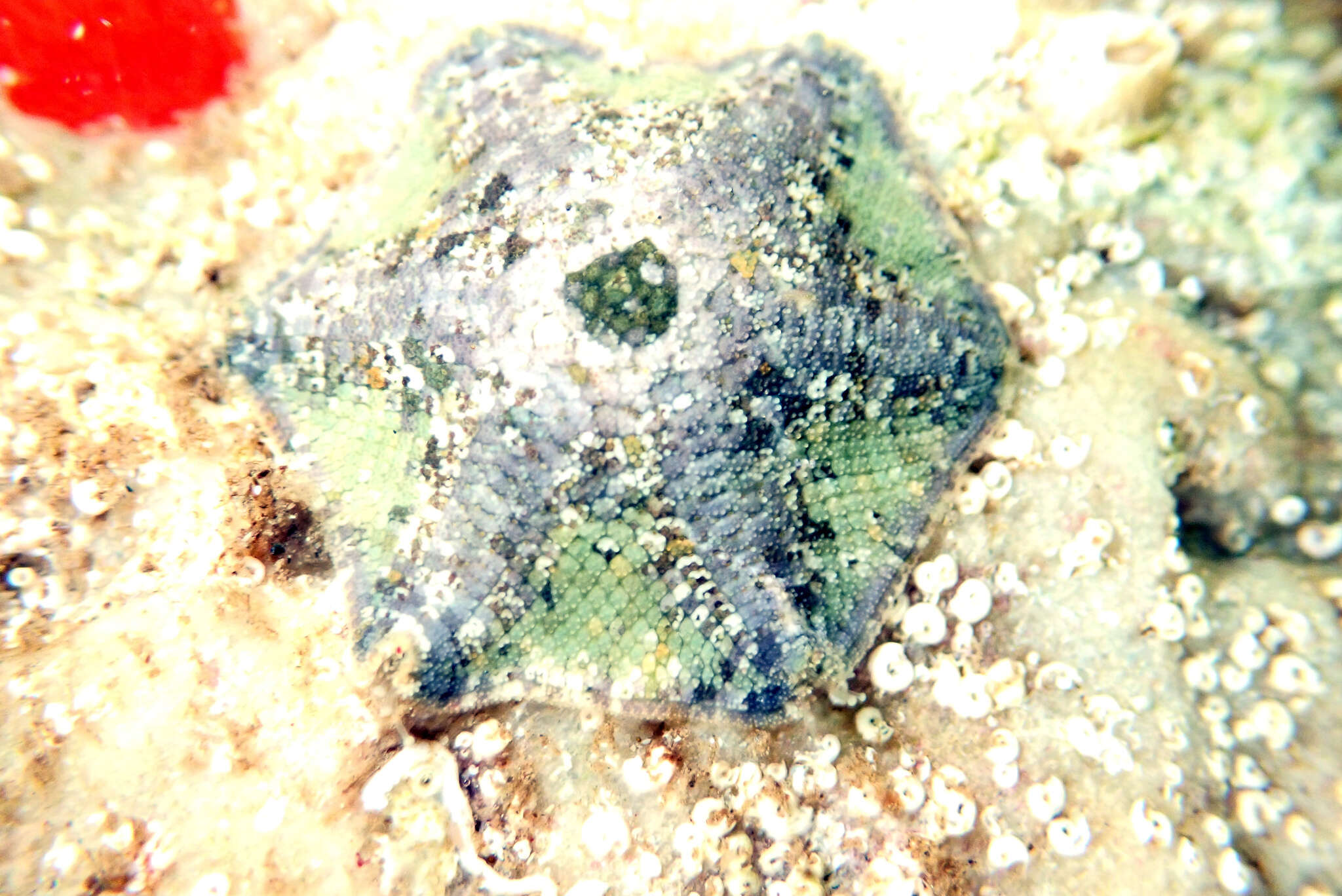 Image of Meridiastra occidens (O'Loughlin, Waters & Roy 2003)