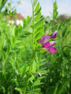 Image of Common Vetch