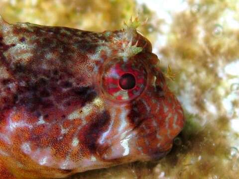 Image of Red Blenny