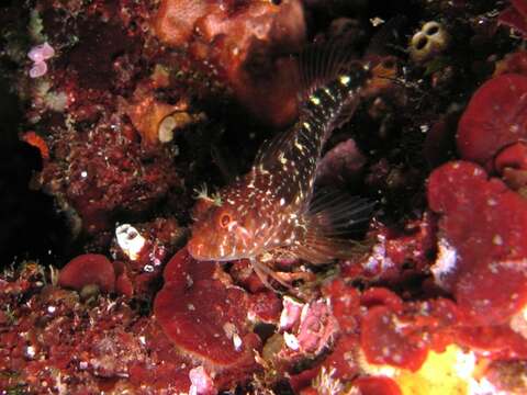 Image of Red Blenny