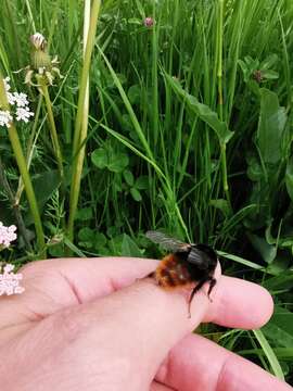 Plancia ëd Bombus wurflenii Radoszkowski 1860