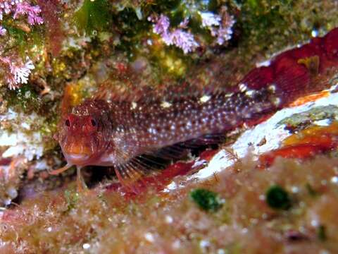 Image of Red Blenny