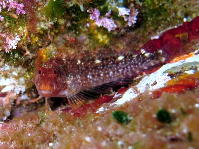 Image of Red Blenny