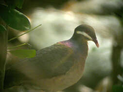 Geotrygon mystacea (Temminck 1811) resmi