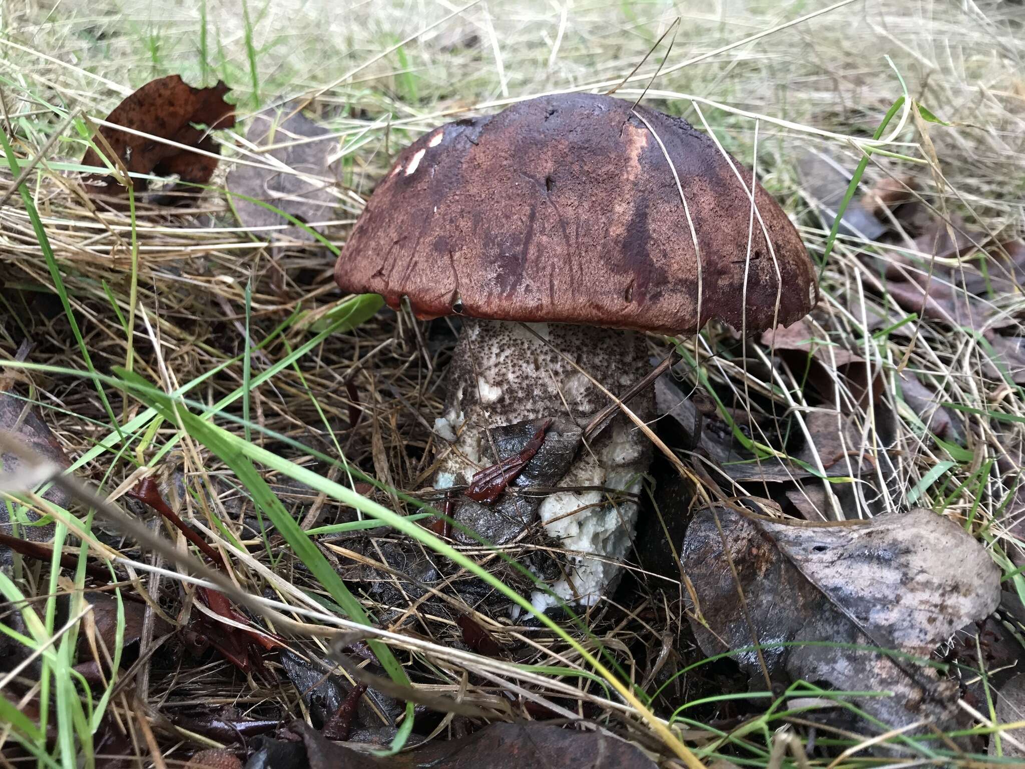 Image of Leccinum manzanitae Thiers 1971